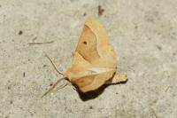 Crocallis elinguaria