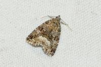 Deltote pygarga