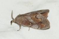 Dendrolimus pini pini