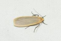 Katha depressa