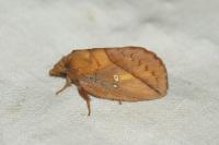 Euthrix potatoria