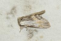 Harpyia milhauseri