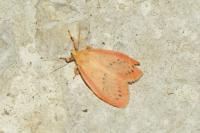Miltochrista miniata
