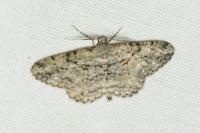 Peribatodes rhomboidaria rhomboidaria