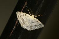 Pseudoterpna coronillaria