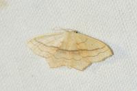 Scopula imitaria