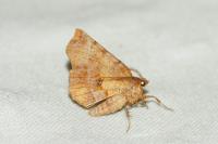 Selenia dentaria