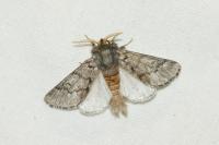 Thaumetopoea pityocampa