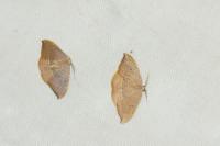 Watsonalla uncinula
