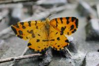Pseudopanthera macularia