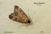 Pyrausta despicata