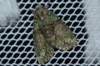 Cryphia algae