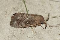 Dendrolimus pini pini