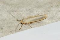 Eilema caniola