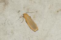 Katha depressa