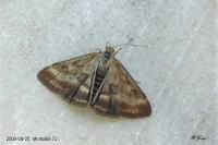 Pyrausta despicata