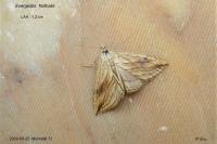 Evergestis forficalis
