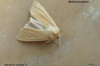 Mythimna pallens