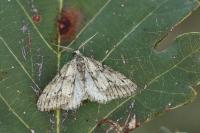 Tephronia sepiaria