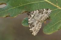 Xanthorhoe fluctuata