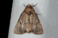 Mesapamea secalella/secalis