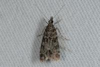Eudonia mercurella