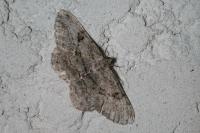 Peribatodes rhomboidaria rhomboidaria