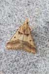 Stemmatophora brunnealis