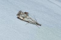 Catoptria falsella