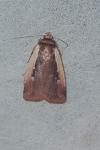 Ochropleura plecta