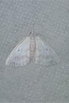 Lomographa temerata