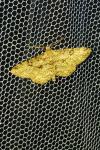 Peribatodes rhomboidaria rhomboidaria
