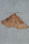 Selenia tetralunaria