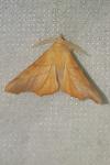 Ennomos fuscantaria