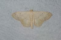 Idaea biselata