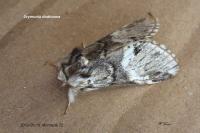 Drymonia dodonaea