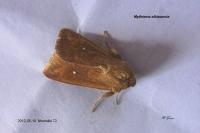 Mythimna albipuncta