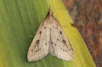 Udea numeralis