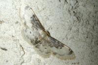 Idaea filicata