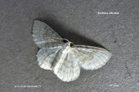 Asthena albulata