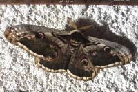 Saturnia pyri