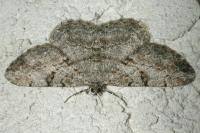 Peribatodes rhomboidaria rhomboidaria