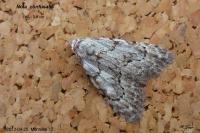 Nola confusalis