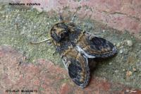 Notodonta tritophus