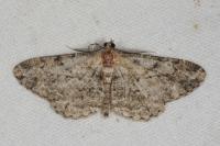 Peribatodes rhomboidaria rhomboidaria