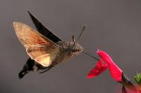 Macroglossum stellatarum