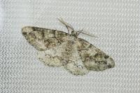 Cleorodes lichenaria