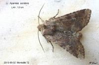 Apamea sordens