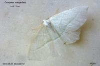 Campaea margaritaria