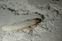 Eilema caniola